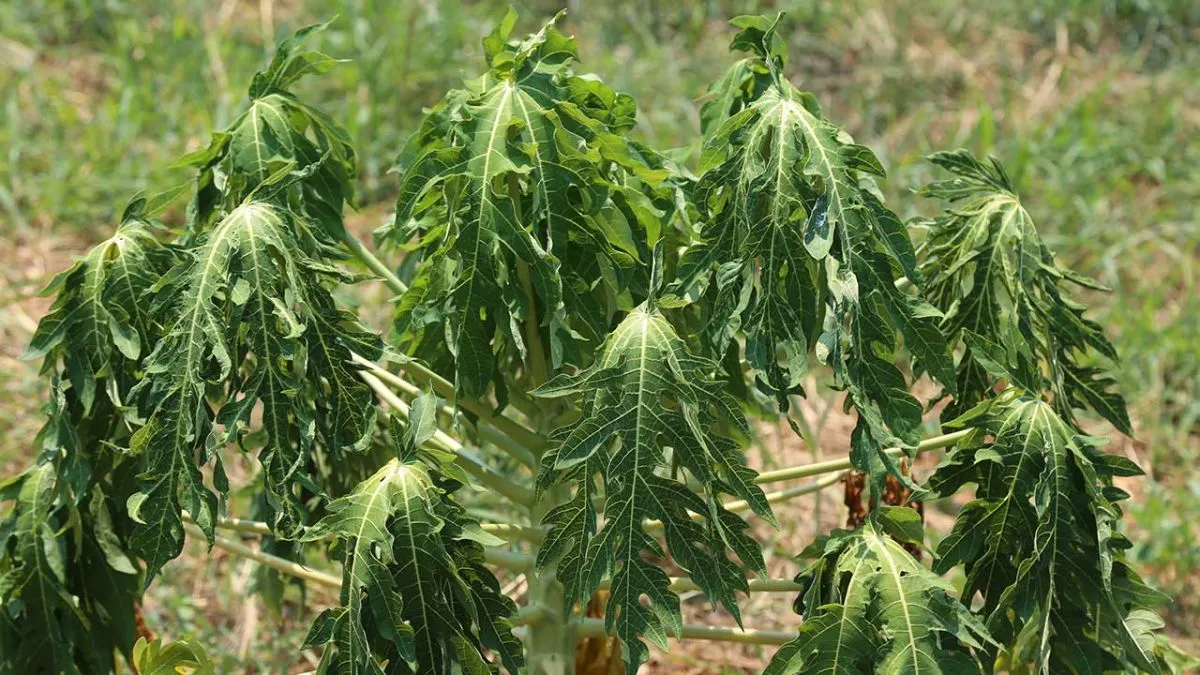 Agro misionero. Extrema sequía