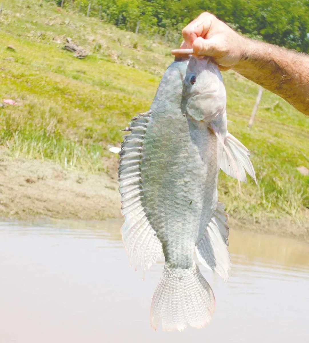 Tilapia gris