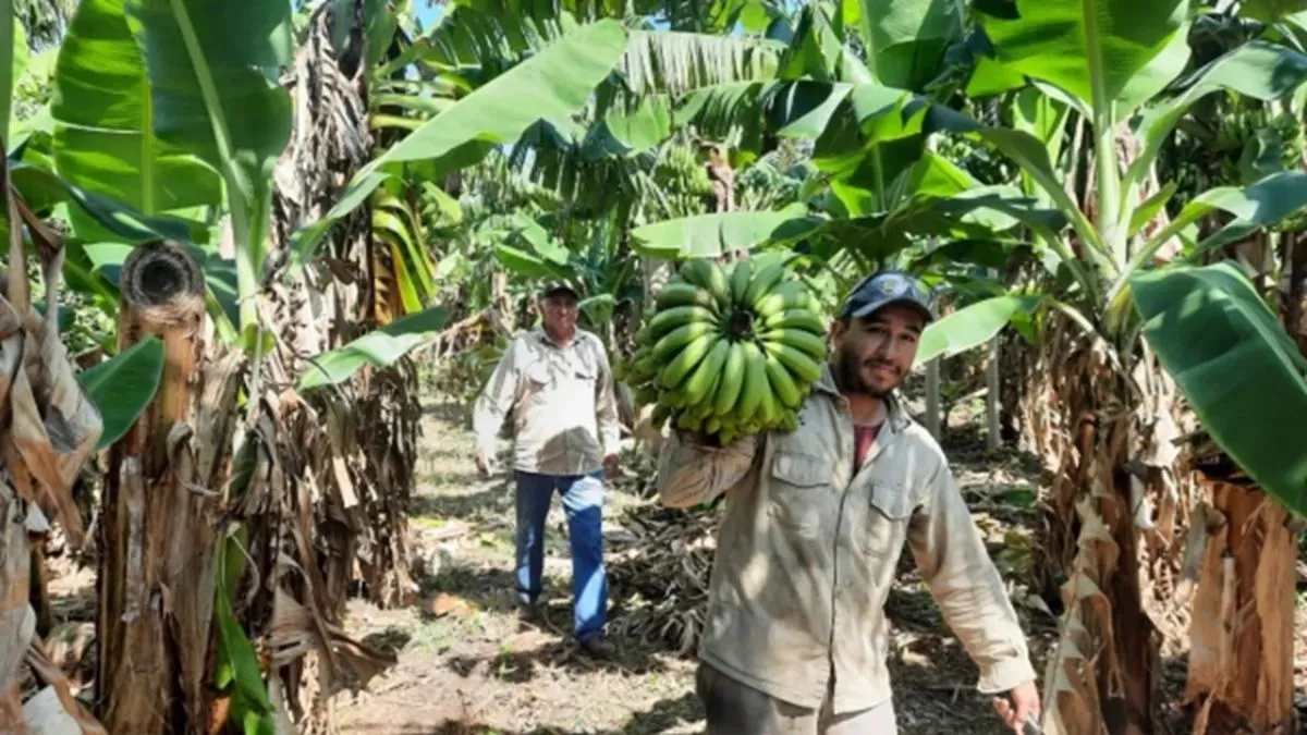 Formosa. Producción de bananas