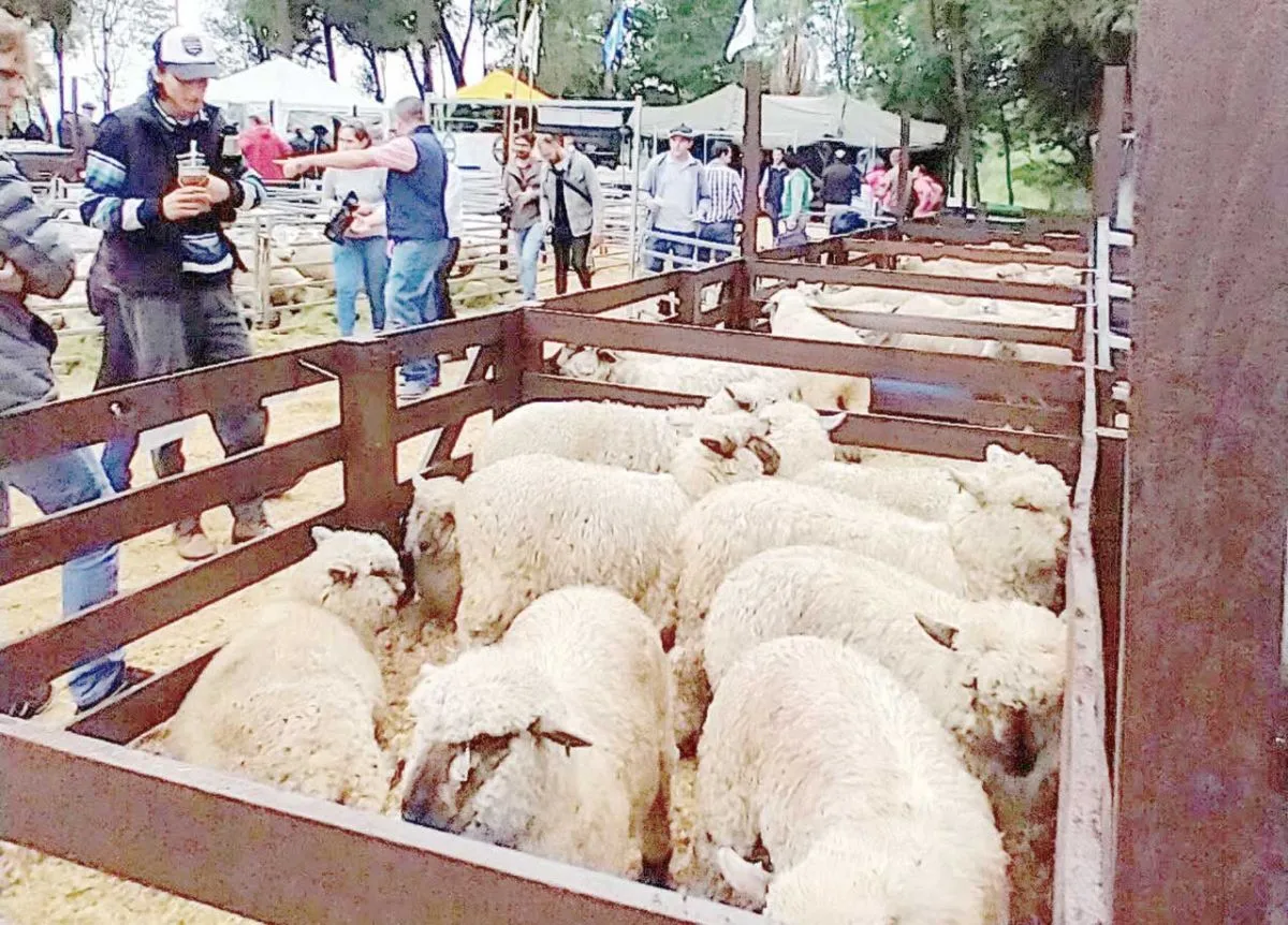 Producción ovina y gastronomía en San José