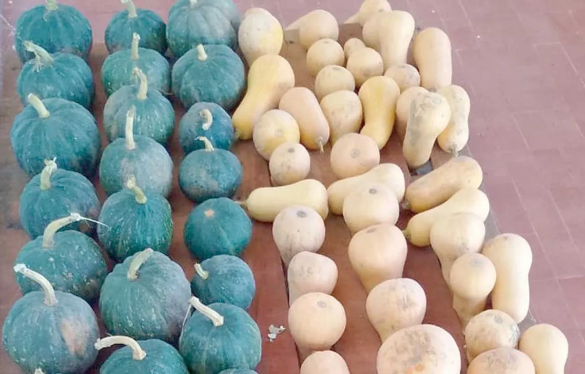 Zapallos tipo cáscara de hierro y calabaza