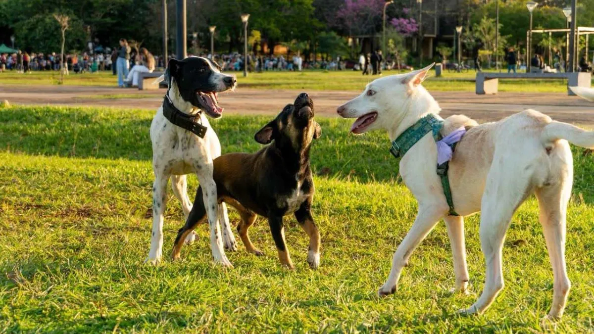 Perros de todos los tamaños y razas juegan y corren sin parar