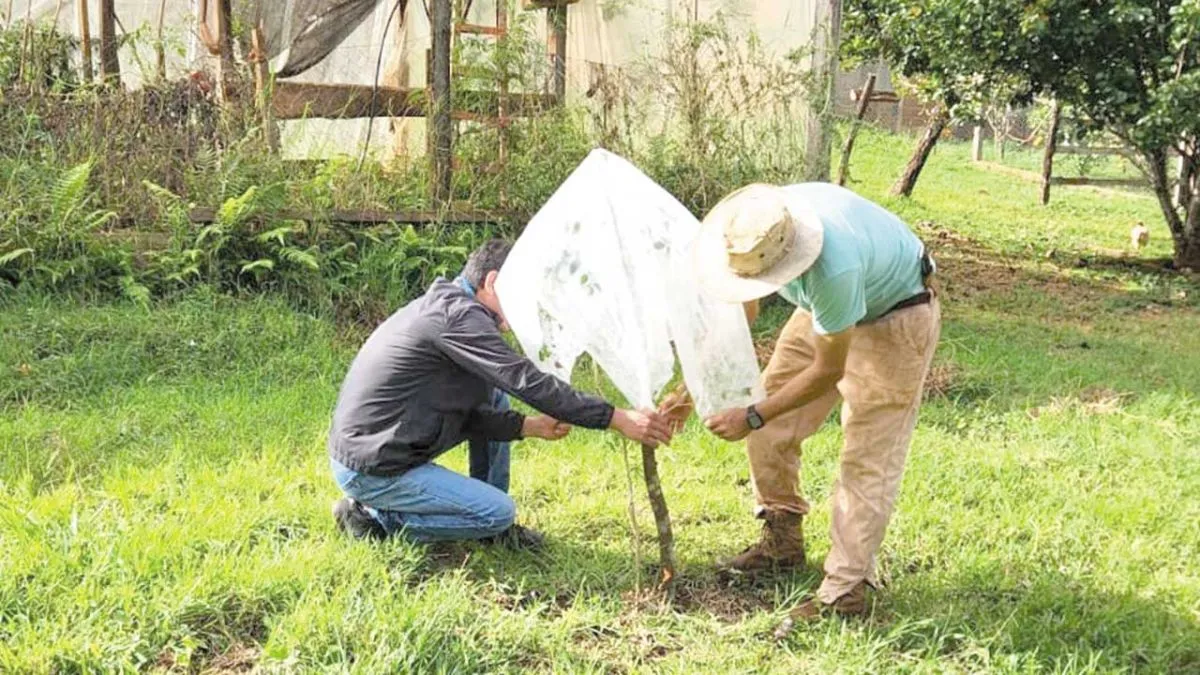 Chacra de Gladys Chuquel, en paraje Alegría