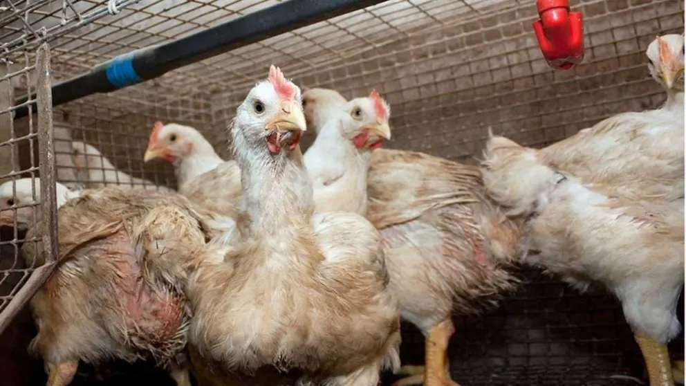 Misiones continúa sin casos de influenza aviar y se destacan cuidados de bioseguridad