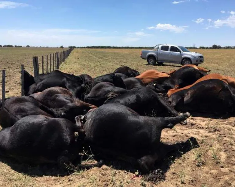 Reportan la muerte de 240 vaquillonas en Curuzú Cuatiá