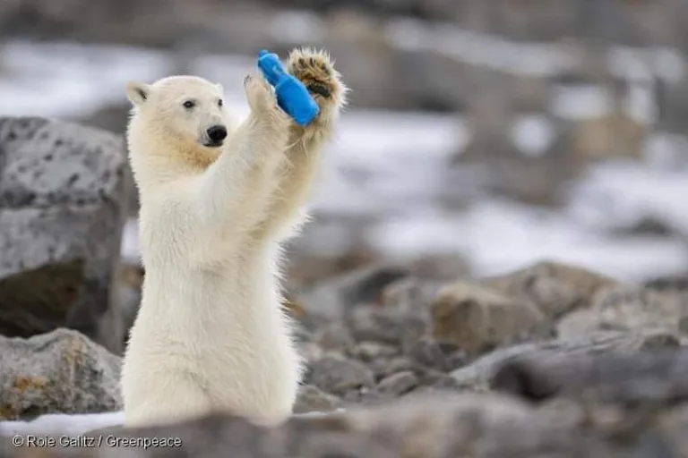 Un oso polar en peligro de ingerir plástico