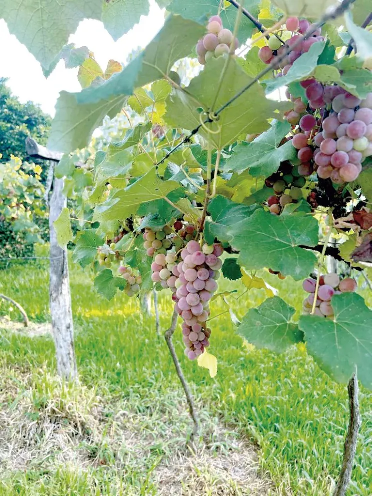 Fomentan que la producción de uvas se fortalezca en Misiones