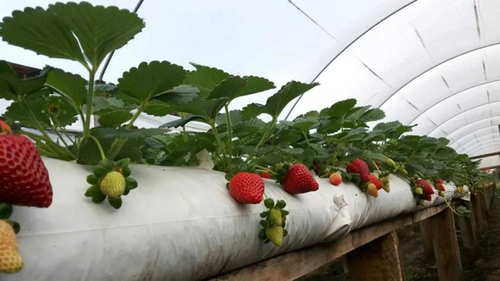Producción de frutillas en Misiones va en auge y prometen frutas en verano 