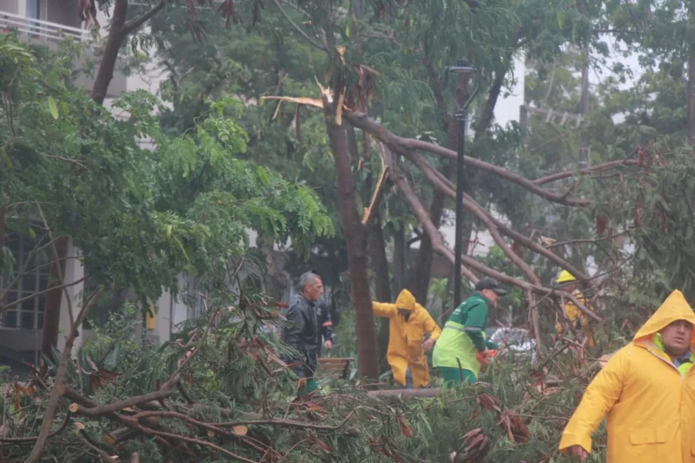 Fuerte temporal provocó caída de árboles y voladuras de techos en Posadas