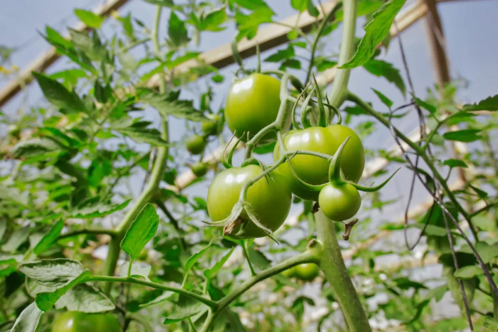 Esperan cuadruplicar la producción de tomates misioneros en un año
