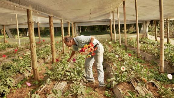 Productores se inclinan por el cultivo de flores ante la creciente demanda