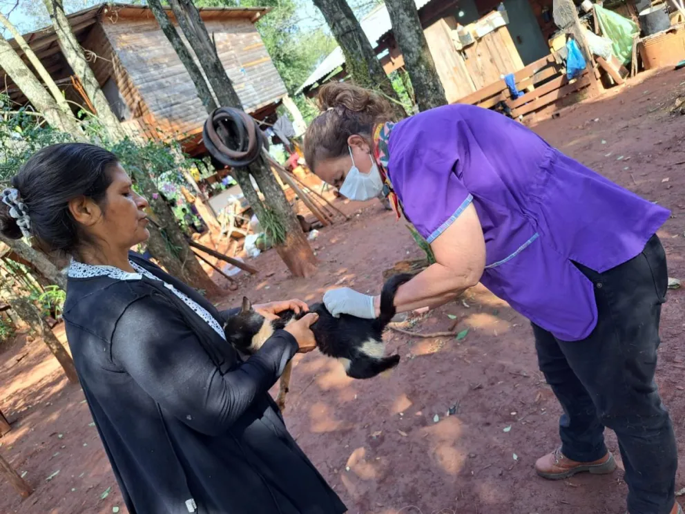 Charlas sobre rabia paresiante y jornadas de vacunación en Iguazú
