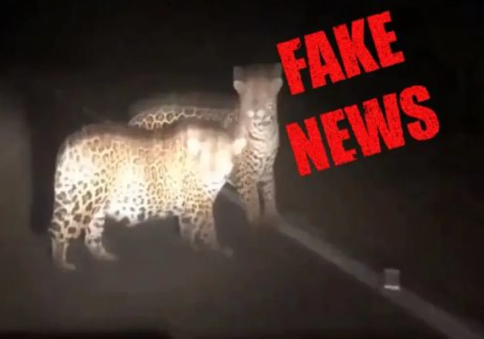 El video de los yaguaretés que circula por las redes es de hace más de un año y fue filmado en Brasil