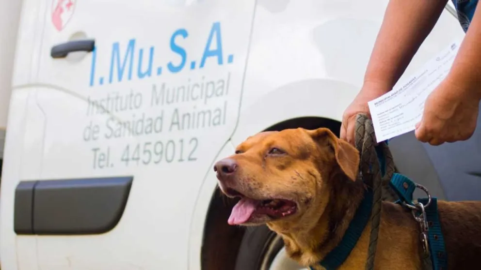 En Misiones, 48 denuncias en tres años: qué hacer si te muerde un perro