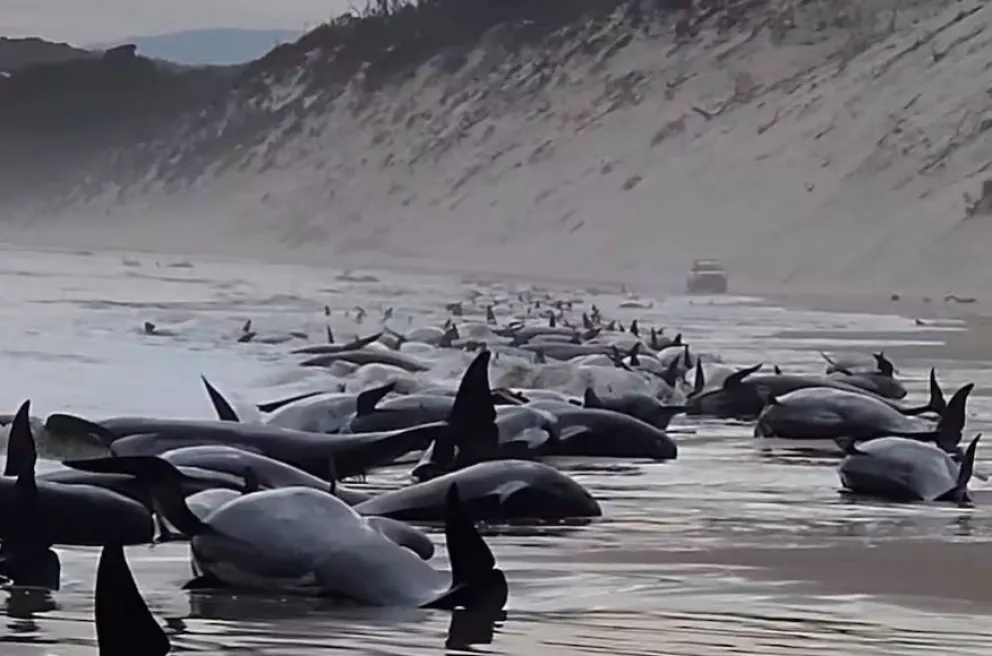 Conmoción en Australia: encontraron 51 ballenas muertas en una playa