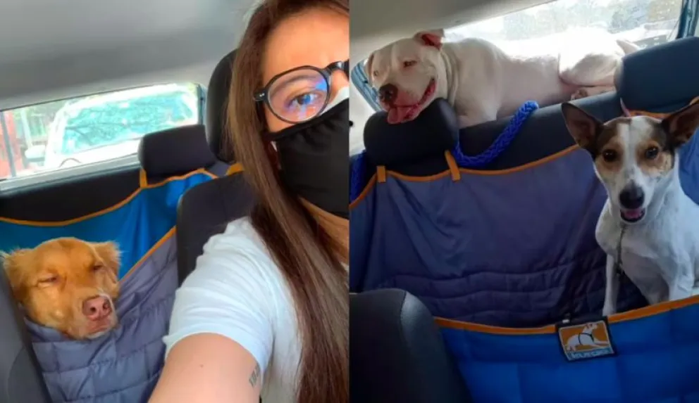 Transporte de mascotas: el emprendimiento de la joven que se volvió viral en TikTok 