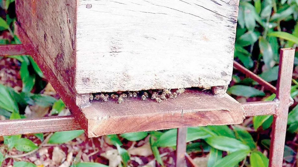 Venta de colmenas con abejas - Tierras Apícolas