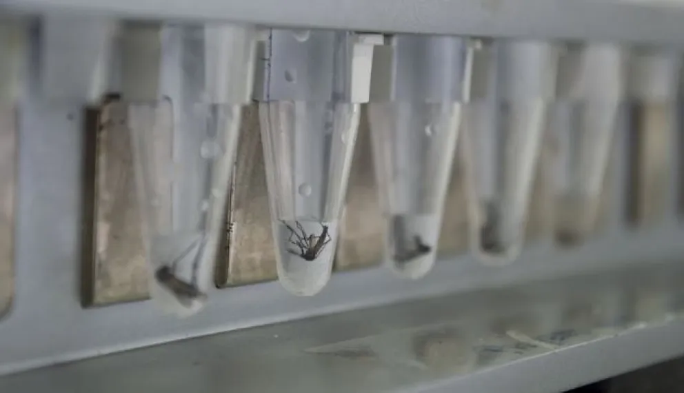 Dengue: identifican por primera vez en el AMBA poblaciones de mosquitos resistentes a los insecticidas
