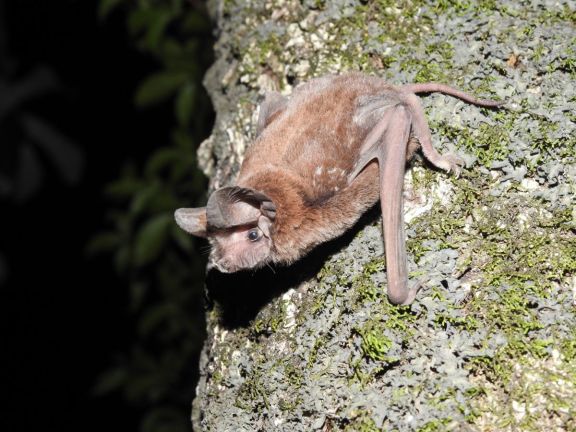 Descubren una nueva especie de murciélago en la reserva natural Osununú de San Ignacio