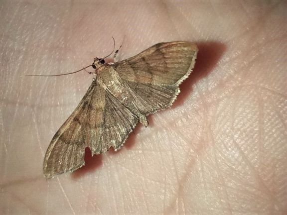 Descubrieron una nueva especie de mariposa nocturna en Garupá