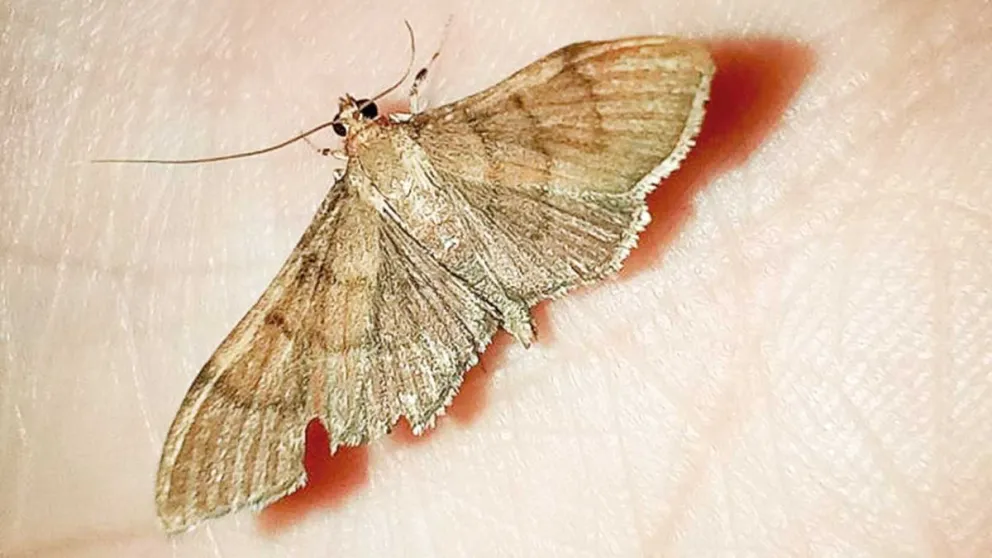 Garupá: halló en su patio una nueva especie de mariposa