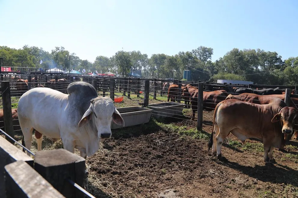 Se remataron casi 200 cabezas de ganado en la Expo Rural 2023