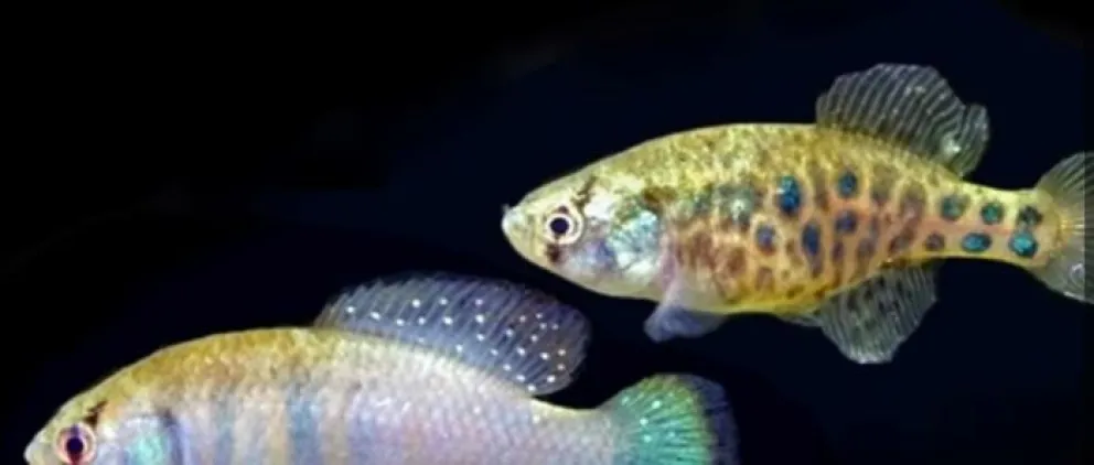 Descubren nueva especie de pez “killi de la lluvia” en la selva misionera
