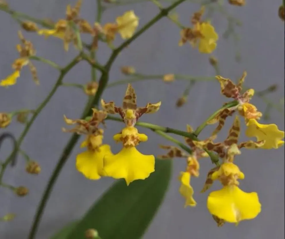 Nuevo híbrido de orquídea en Caraguatay