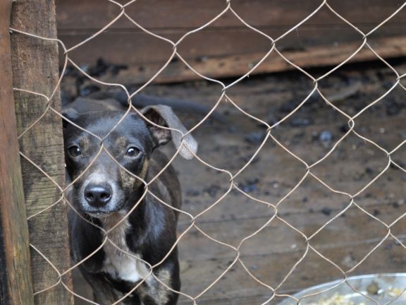 Refugio incendiado en Campo Viera requiere ayuda urgente para seguir conteniendo mascotas abandonadas
