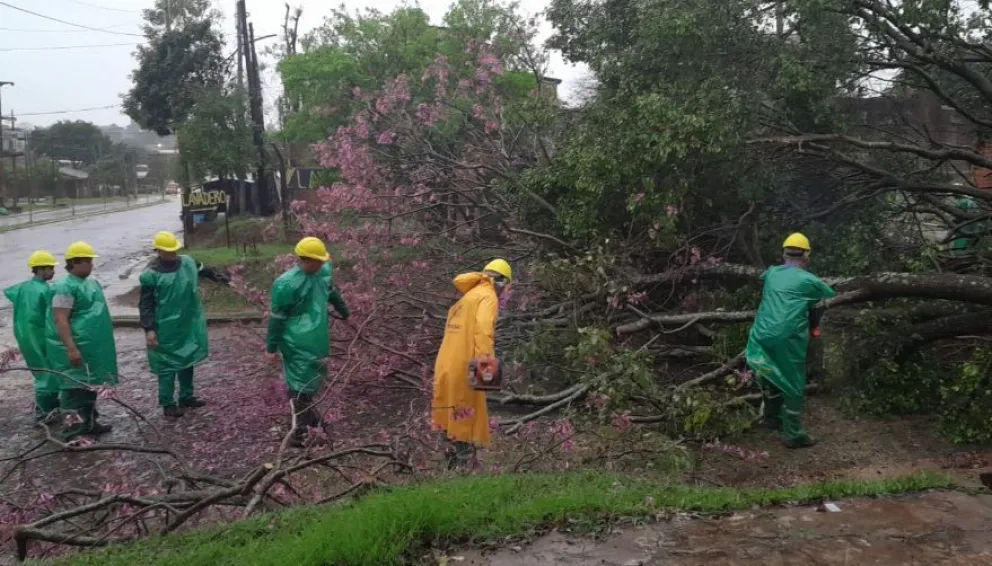 El temporal provocó la caída de ramas y árboles en Posadas