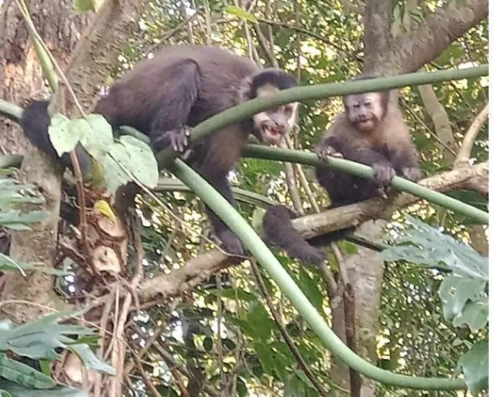 Un ejemplar hembra de mono caí fue tratada por un golpe en la cabeza y volvió a su hábitat natural