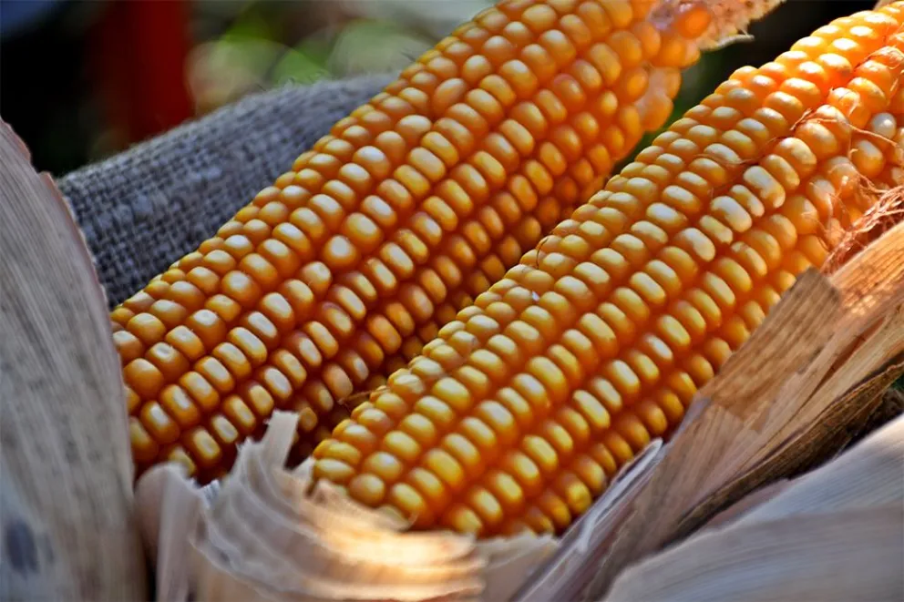 Sale al mercado tipo de maíz que resiste al clima