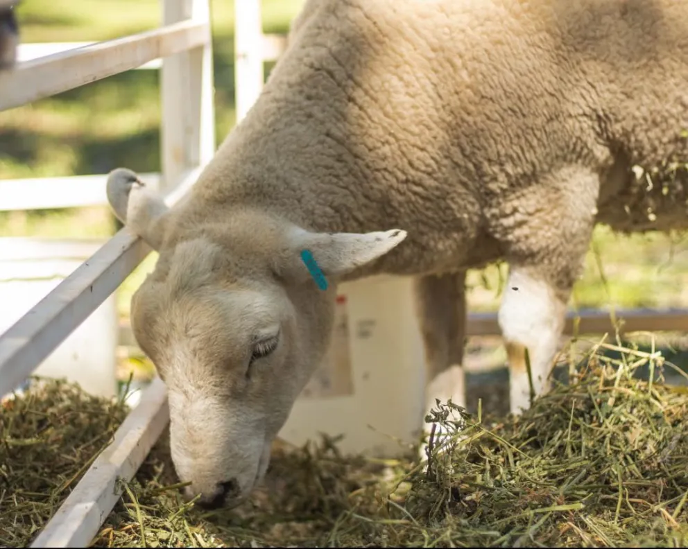 Yerba orgánica potenció la producción de carne ovina