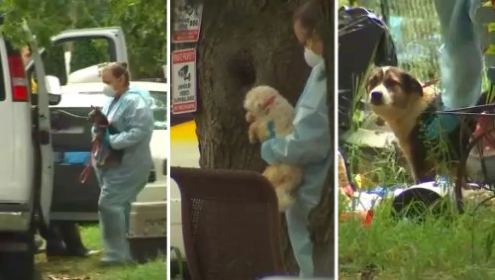 Viral terrorífico: un nene vivía con 30 perros muertos en su casa y 70 enterrados en el patio