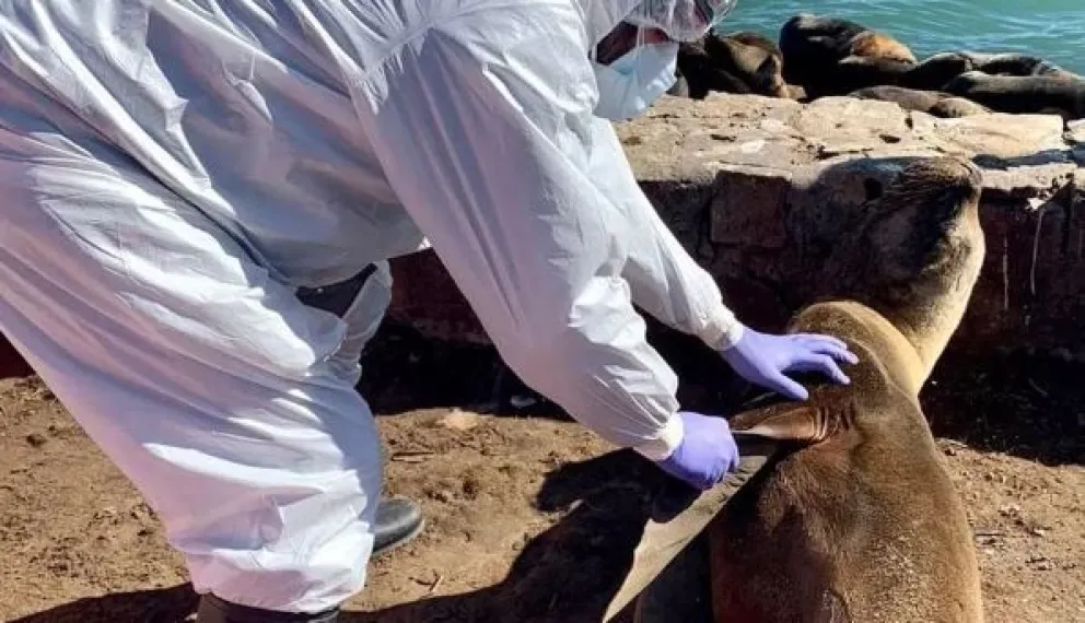 Restringieron el acceso a las playas de Viedma por los casos de gripe aviar en lobos marinos