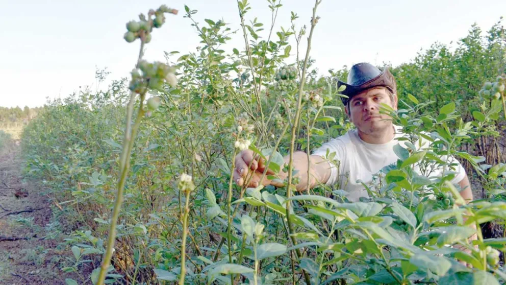 Temperaturas atípicas de invierno favorecen producción de arándanos