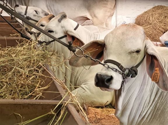 Instan a productores ganaderos a dar aviso y evitar el contacto con animales ante síntomas de rabia paresiante