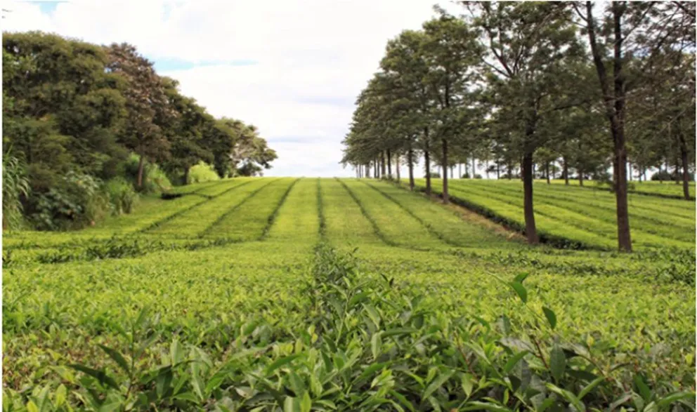 Hay 41 establecimientos de té y yerba con certificación orgánica en Misiones