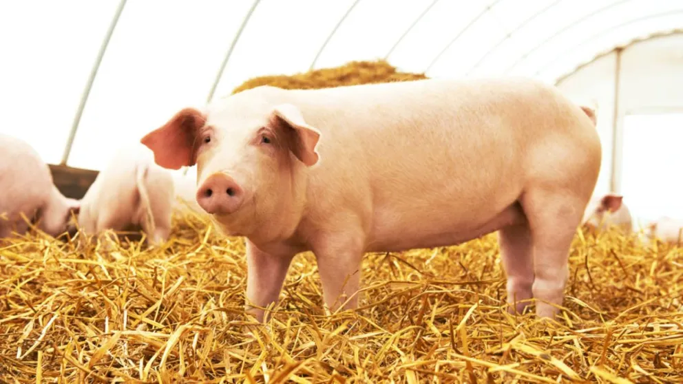 Avance revolucionario: cultivo de riñones humanos en cerdos