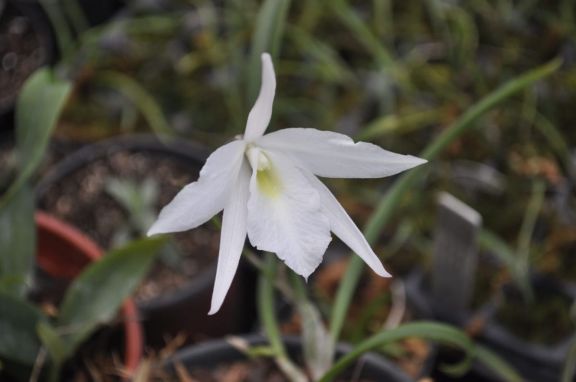 Pampita y un especial homenaje a su hija Blanca: una orquídea creada en Misiones