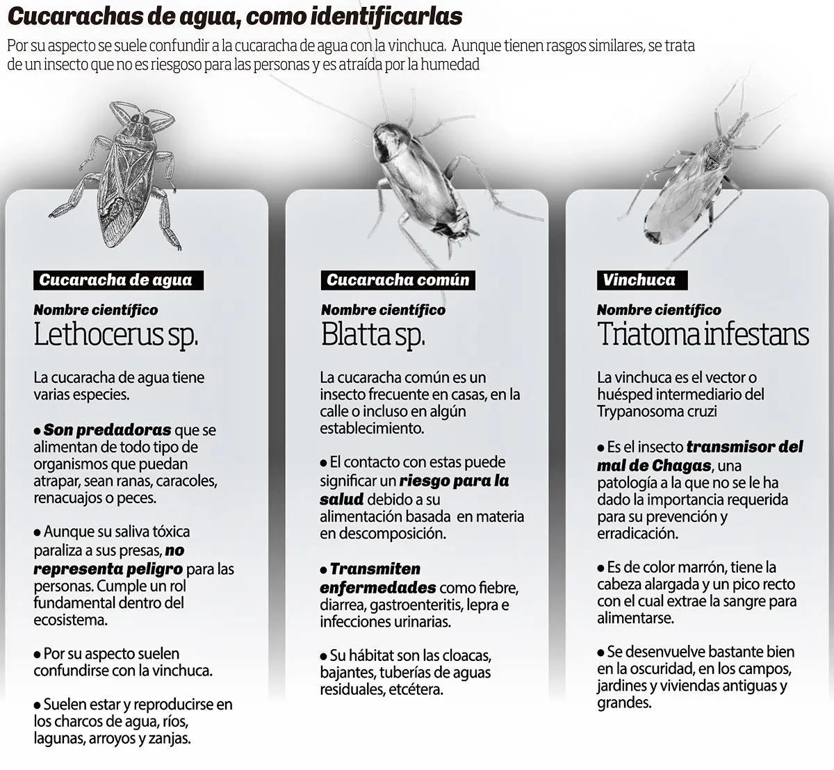 Cada vez más domicilios registran invasión de cucarachas de agua El
