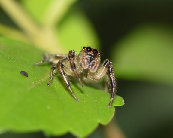 Investigadores descubren dos nuevas especies de araña saltarina en el sur de Misiones