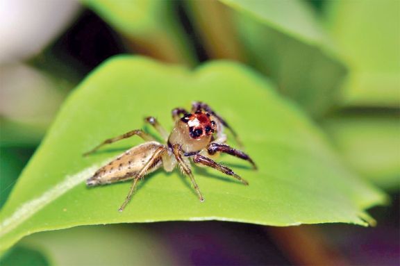 Descubren dos nuevas especies de arañas en la provincia