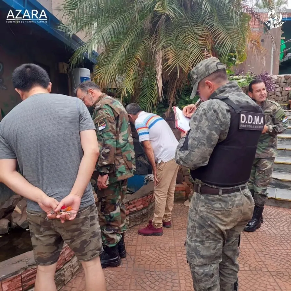 Rescataron tortugas que estaban en un estanque en un hotel de Iguazú