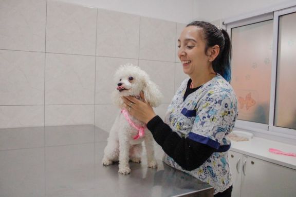 Se podrá gestionar turnos online para la castración de mascotas en Imusa