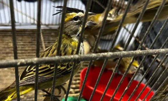 #NoSoyMascota: lanzaron una campaña para alertar sobre el tráfico de vida silvestre