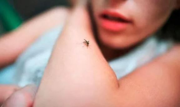 Paludismo: jornadas de búsqueda de mosquitos y posibles pacientes activos con el parásito