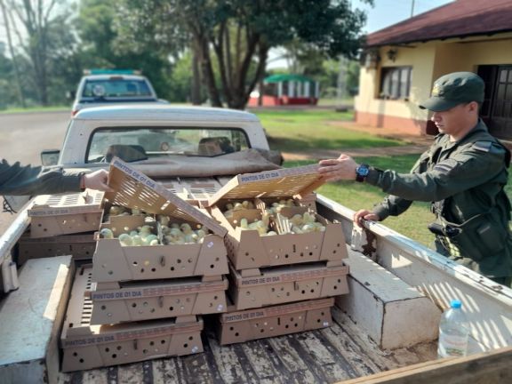 Detectaron 1.500 pollitos ingresados desde Brasil sin documento sanitario