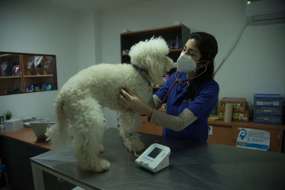 Veterinarios no cobran anticipos por consultas y advierten estafas