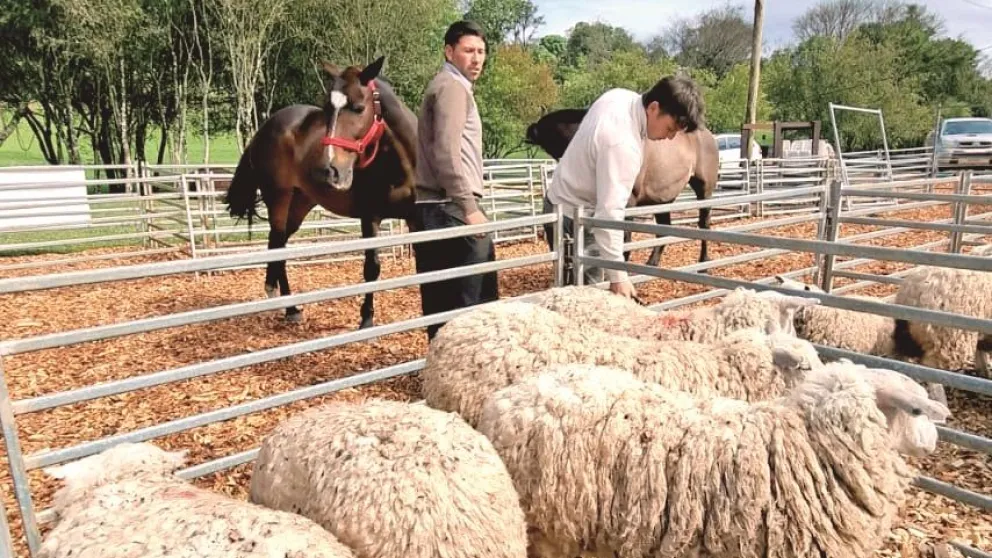 Gran expectativa por el remate rural en Dos de Mayo